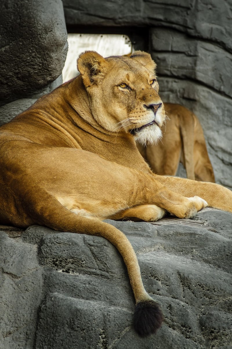 Leo Love Fest